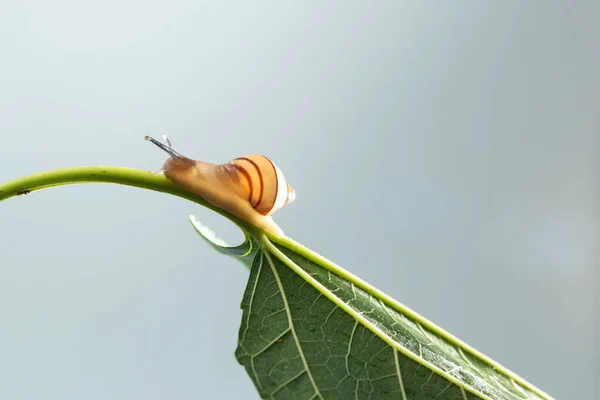 Snail Walking Green Leaf Plant — Stock Photo, Image