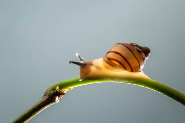 Snail Walking Green Branch Plant — Stock Photo, Image
