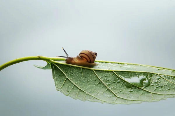 Una Chiocciola Che Cammina Una Foglia Verde Impianto — Foto Stock