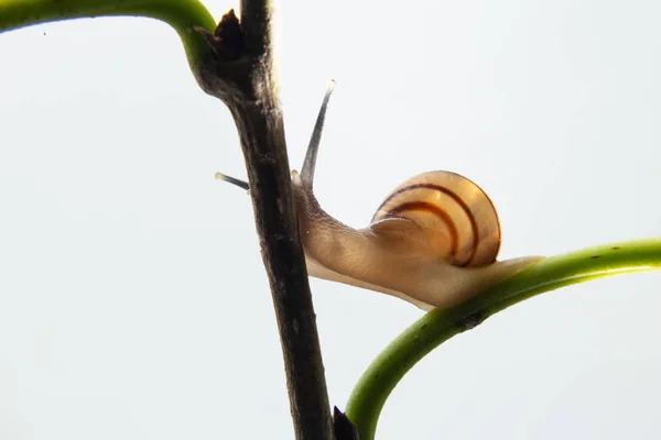 Snail Walking Green Branch Plant — Stock Photo, Image