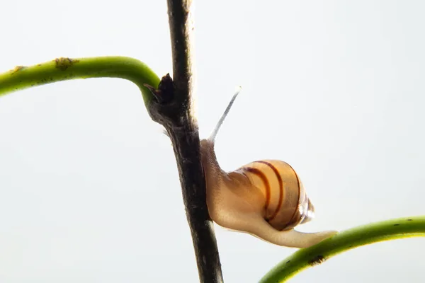 植物の緑の枝の上を歩くカタツムリ — ストック写真