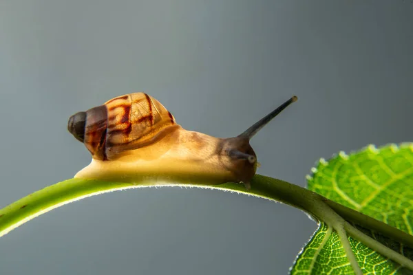 Snail Walking Green Leaf Plant — Stock Photo, Image