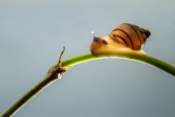 Escargot Marchant Sur Une Branche Verte Une Plante — Photo
