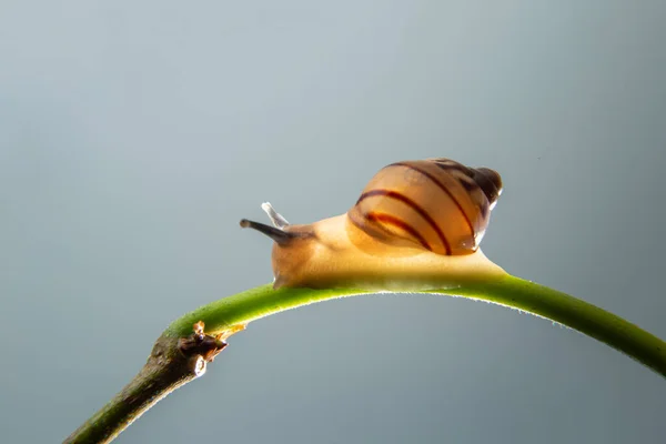 蜗牛在植物的绿枝上行走的蜗牛 — 图库照片