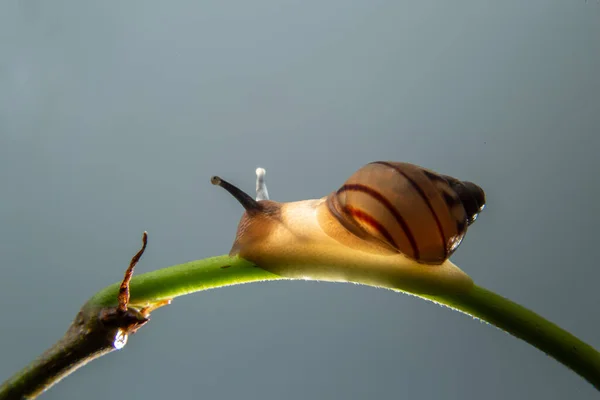 蜗牛在植物的绿枝上行走的蜗牛 — 图库照片