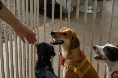  Bazı köpekler, bir kafeste, başıboş bir hayvan evlat edinme fuarında satılıyor..