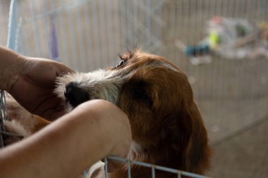  Tüy gibi tüylü bir köpeği kalem içinde okşayan bir insanın elleri, başıboş bir hayvan evlat edinme fuarında bulunur..