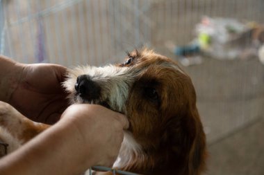  Tüy gibi tüylü bir köpeği kalem içinde okşayan bir insanın elleri, başıboş bir hayvan evlat edinme fuarında bulunur..