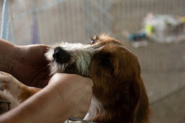  Tüy gibi tüylü bir köpeği kalem içinde okşayan bir insanın elleri, başıboş bir hayvan evlat edinme fuarında bulunur..