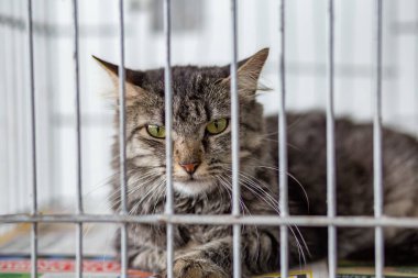 Hayvan evlat edinme fuarında kafesteki bir kediye. Terk edilmiş hayvanlar için sığınak olarak tasarlanmış bir olay. Herkes için bir yuva bulmak için..
