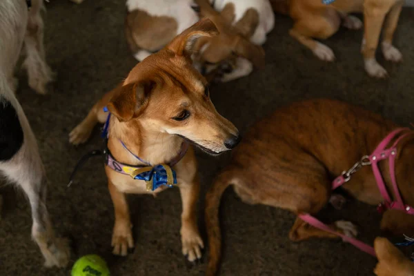 A dog, in a pen, along with other animals, available at a stray animal adoption fair.