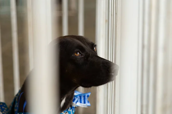 Ein Schwarzer Hund Gehege Auf Einer Tieradoptionsmesse Veranstaltung Von Einem — Stockfoto