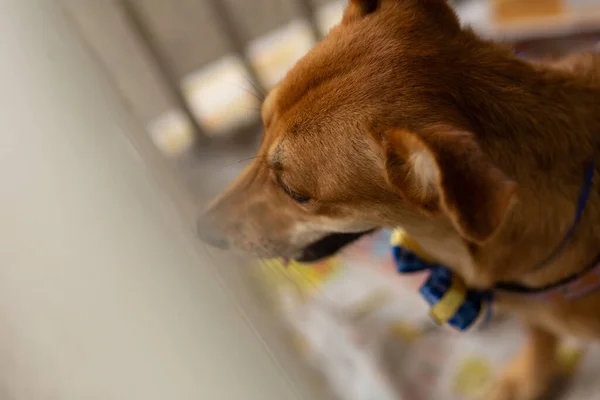 A caramel dog in a pen at an animal adoption fair. Event conceived by a shelter for abandoned animals to find a home for everyone.