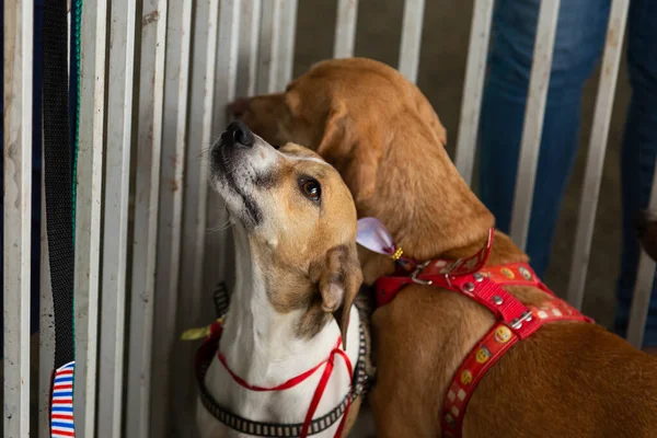 Two dogs in a playpen at an animal adoption fair. Dogs available for adoption.