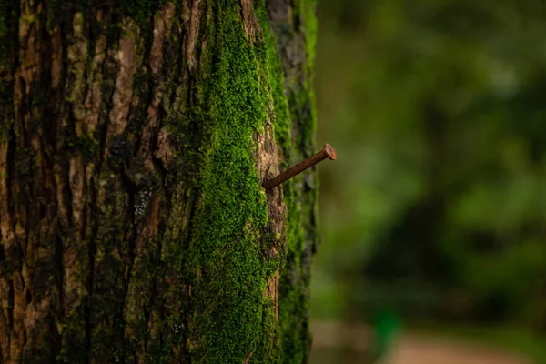 釘が木の幹に打ち込まれた 苔の多い湿った幹 — ストック写真