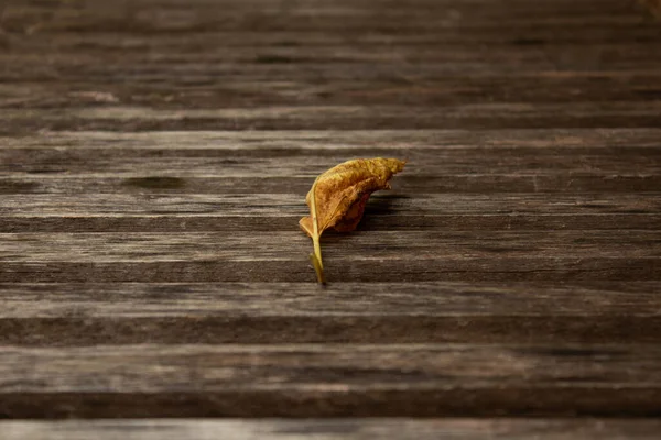 Старый Желтоватый Лист Лежащий Деревянном Шезлонге — стоковое фото