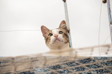 Bir tekir kedi, bir evin duvarında, bulutlu bir günde.