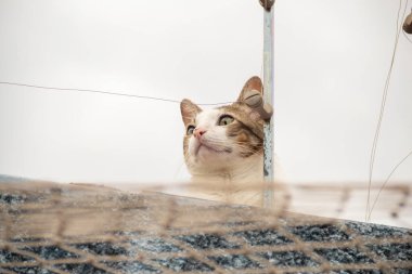 Bir tekir kedi, bir evin duvarında, bulutlu bir günde.