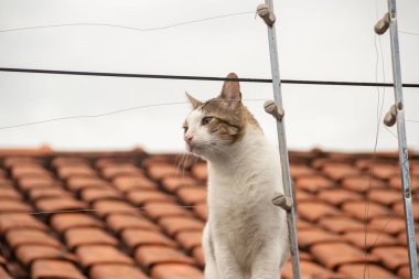 Bir tekir kedi, bir evin duvarında, bulutlu bir günde.