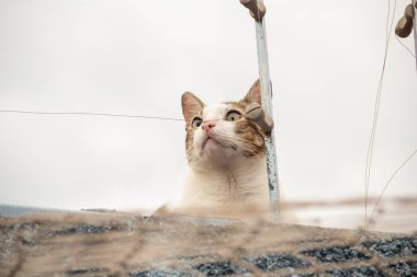 Bir tekir kedi, bir evin duvarında, bulutlu bir günde.