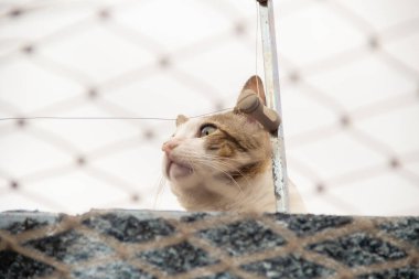 Bir tekir kedi, bir evin duvarında, bulutlu bir günde.