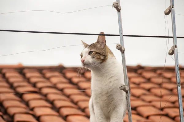 Tabby Cat Wall House Cloudy Day — Stock Photo, Image