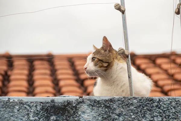 Tabby Cat Wall House Cloudy Day — 图库照片