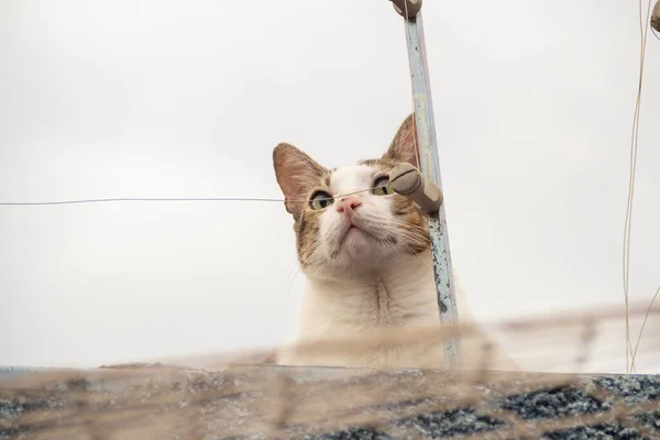 Μια Τιγρένια Γάτα Στον Τοίχο Ενός Σπιτιού Μια Συννεφιασμένη Μέρα — Φωτογραφία Αρχείου