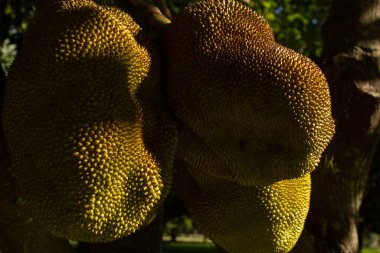 Olgun meyveli bir meyve ağacı. Artocarpus heterophyllus.