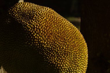 Yakın plan, olgun meyvelerle dolu bir ağacın üzerinde bir kaya meyvesinin dokusunu gösteriyor. Artocarpus heterophyllus.
