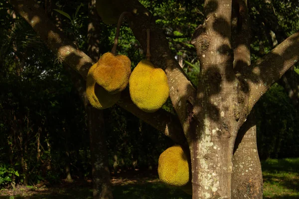 Árbol Jaca Con Fruta Madura Artocarpus Heterophyllus — Foto de Stock