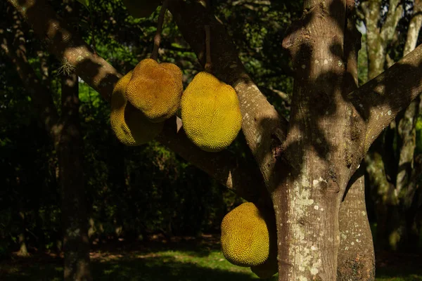 Árbol Jaca Con Fruta Madura Artocarpus Heterophyllus — Foto de Stock