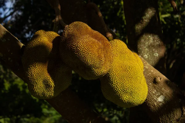 Jackfruit Tree Some Ripe Fruit Artocarpus Heterophyllus — Stockfoto