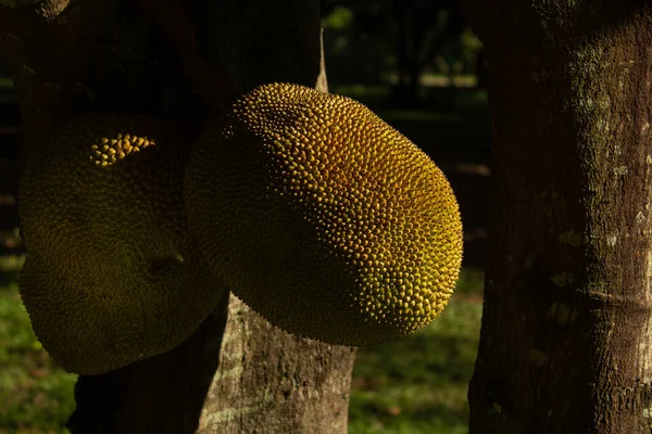  Olgun meyveli bir meyve ağacı. Artocarpus heterophyllus.