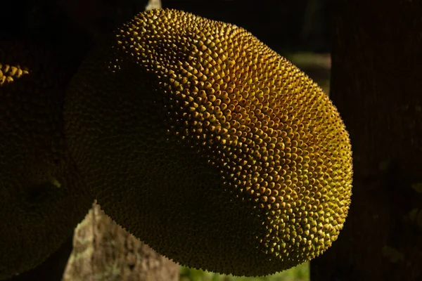 Yakın plan, olgun meyvelerle dolu bir ağacın üzerinde bir kaya meyvesinin dokusunu gösteriyor. Artocarpus heterophyllus.