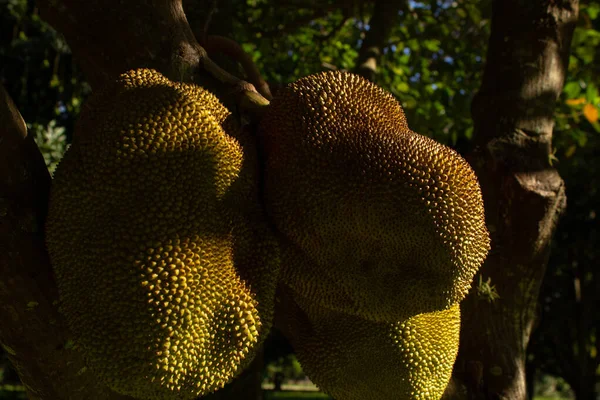 Uma Árvore Jaca Com Fruta Madura Artocarpus Heterophyllus — Fotografia de Stock