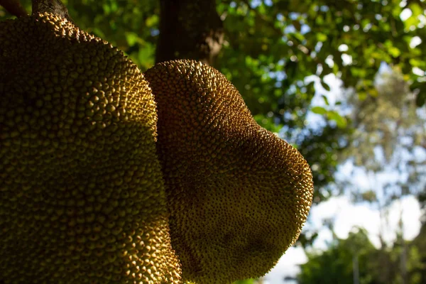  Olgun meyveli bir meyve ağacı. Artocarpus heterophyllus.