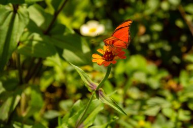 Bahçedeki bir çiçekte turuncu renkli bir kelebek. Seçici odak.