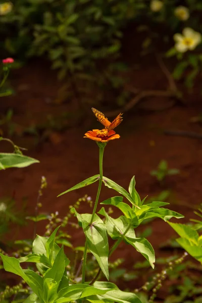 Orange Colored Butterfly Flower Garden Selective Focus — Fotografia de Stock