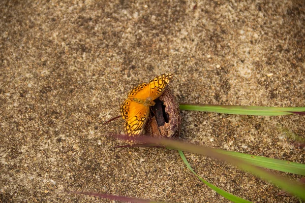 Ein Orangefarbener Schmetterling Auf Einer Kastanienschale Auf Dem Betonboden Und — Stockfoto