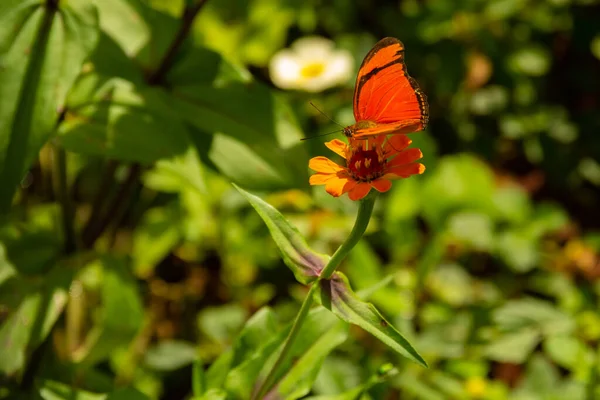 Papillon Couleur Orange Sur Une Fleur Dans Jardin Concentration Sélective — Photo