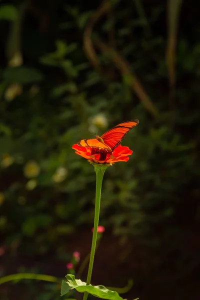Ein Orangefarbener Schmetterling Auf Einer Blume Einem Garten Selektiver Fokus — Stockfoto