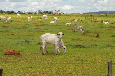 Brezilya 'da yol kenarı manzarası. Yeşil çimen yiyen birkaç cılız inek. Brezilya 'nın iç kesimlerinde kırsal alan.