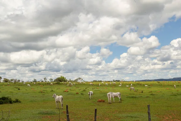 Roadside Landscape Brazil Some Lean Cows Eating Green Grass Rural — 图库照片