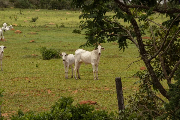 Silniční Krajina Brazílii Některými Štíhlých Krav Jíst Zelenou Trávu Venkovská — Stock fotografie