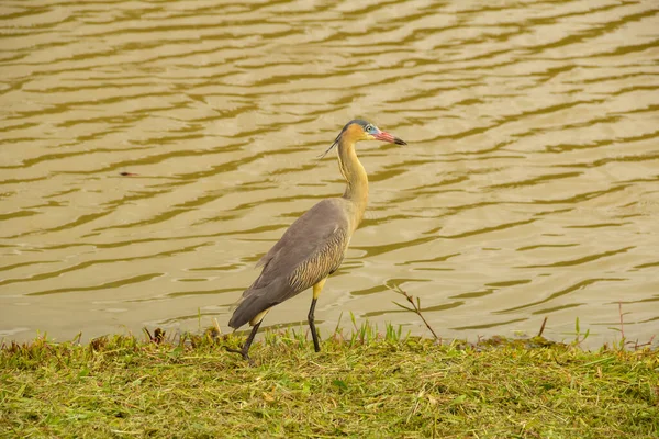 Oiseau Appelé Maria Faceira Dont Nom Scientifique Est Syrigma Sibilatrix — Photo