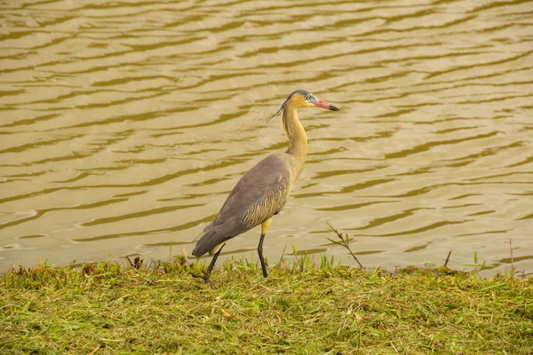 Oiseau Appelé Maria Faceira Dont Nom Scientifique Est Syrigma Sibilatrix — Photo