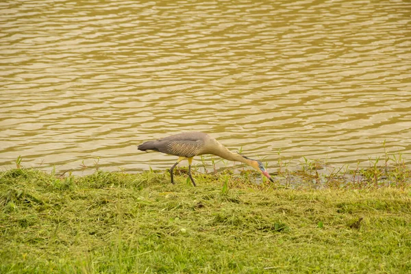 Bird Called Maria Faceira Whose Scientific Name Syrigma Sibilatrix Lakeside — Stockfoto