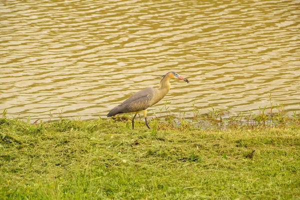 Bird Called Maria Faceira Whose Scientific Name Syrigma Sibilatrix Lakeside — Stockfoto