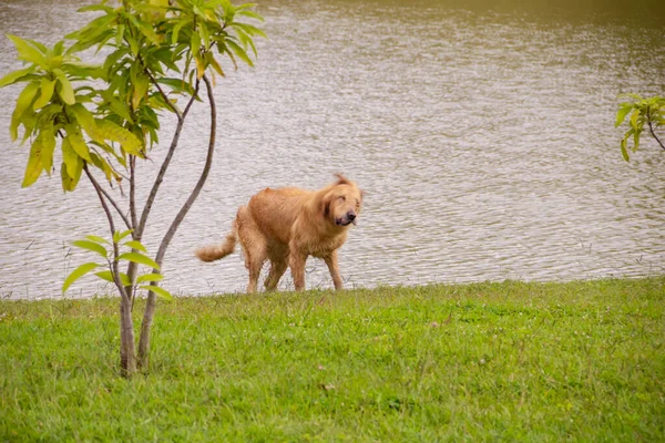 Golden Retriever Dog Wet Fur Drying Itself Edge Lake — Stockfoto